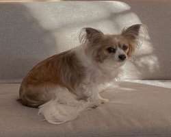 The star has adopted a chihuahua who she calls as Moon. Moon has her own Instagram account.